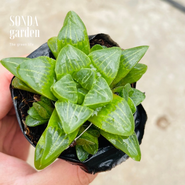 Sen đá guốc haworthia SONDA GARDEN size bé 5-7cm, xuất xứ Đà Lạt, khoẻ đẹp, lỗi 1 đổi 1đổi 1