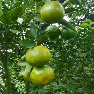 cây giống quýt đường