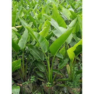 CÂY CHUỐI DẺ QUẠT cao trên 1m