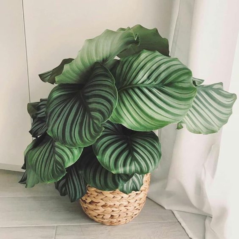 Chậu Đuôi Công Táo Xanh sz nhỏ Calathea makoyana
