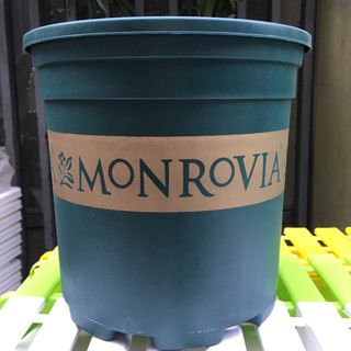 [Hot sale] Chậu trồng hoa hồng, cây cảnh Monrovia 2GL rẻ đẹp