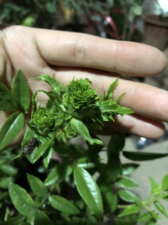 Hoa Hồng Xanh