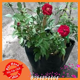 Cây Hoa Hồng Tỉ Muội Đỏ
