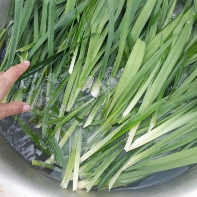 49k 500gr Trà Gạo lứt +Đậu đen xanh lòng + lá dứa rang sẵn