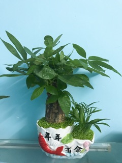 Chậu sứ đôi trồng cây