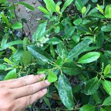 Cây Cà Na TháiLan chiết bầu to.