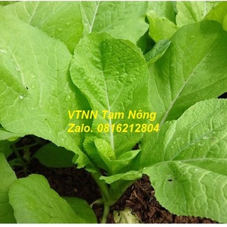Hạt giống rau cải mơ hoàng mai hàng xá