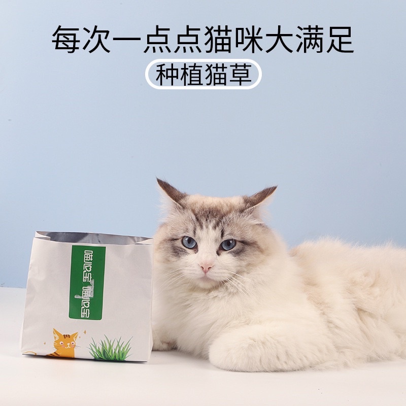 Cỏ Mèo Tự Trồng