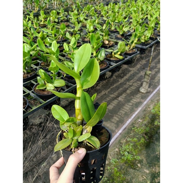 Dendro bò blue lá mít rụt rịt cây tơ siêu đẹp