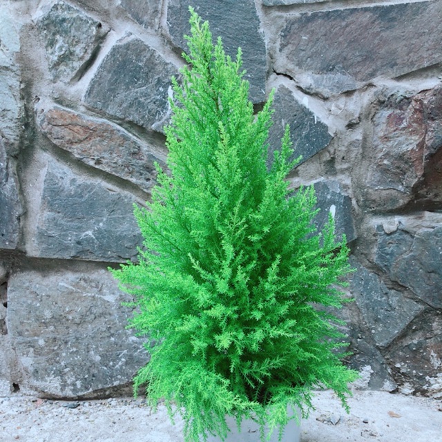Tùng Thơm Cao 55cm ngang 20cm