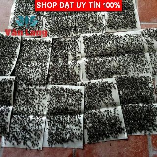 10 Keo Dính Ruồi, bẫy ruồi siêu dính - Loại 1