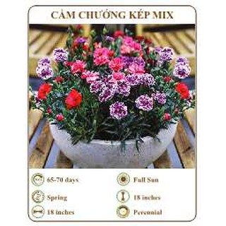 Hạt giống cẩm chướng kép mix - THE XANH