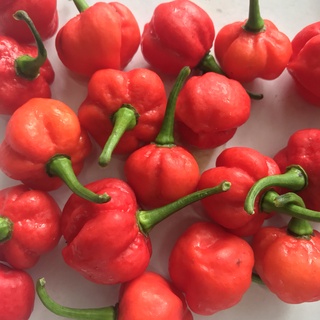 Hạt ớt giống Scotch Bonnet Red