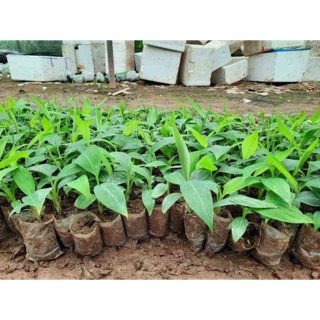 Chuối cảnh mini để bàn hàng đẹp