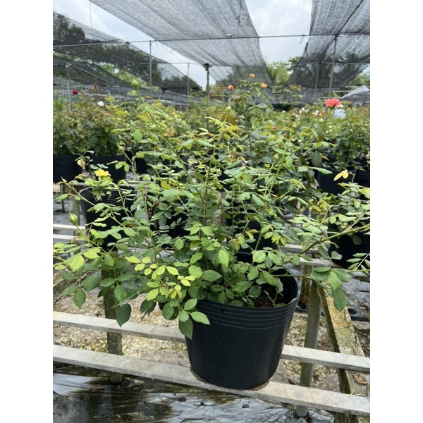 Hoa hồng bụi julibee celebration rose