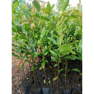 Combo 10 cây mai con quấn rễ (cao từ 20cm đến 25cm)