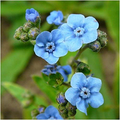 Hạt giống HOA LƯU LY XANH, Hạt giống Forget-Me-Not của Trung Quốc để trồng (Cynoglossum amabile)