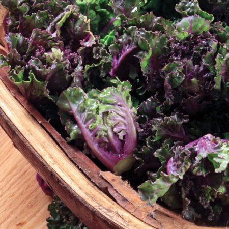 30H - Hạt giống Kale Petit Posy F1  Nhập khẩu Mỹ- nảy mầm 100%