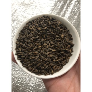 Hạt Giống Cúc châu phi mix 20 Hạt/ Gói