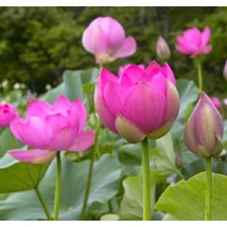 Hạt Giống Hoa Sen Ta (Sen Hồng Việt Nam) ( gói 15 hạt )