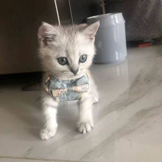 Dây xích thú cưng Dây xích cho thú cưng, dây xích cho mèo, dây xích cho mèo mini, siêu nhỏ chống đứt