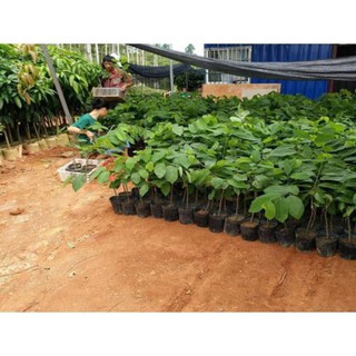 Cây Na Bở Đài Loan