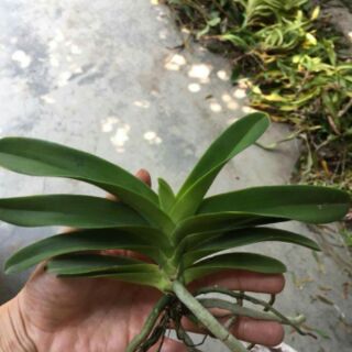 Vanda thái cây giống