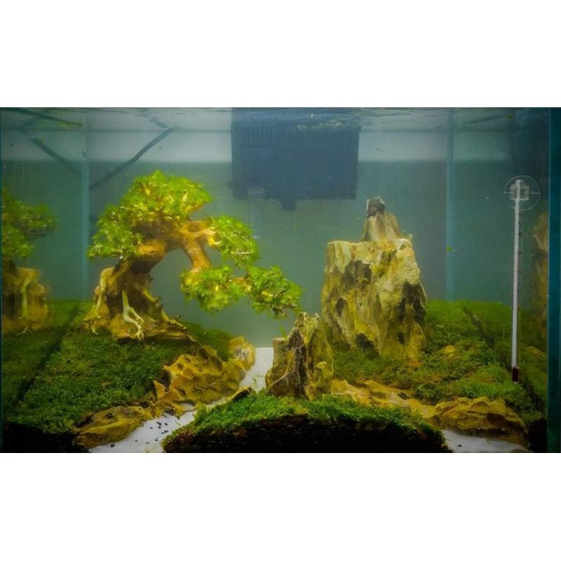 Lũa bonsai mini cho hồ cá thủy sinh 30 - 40 cm