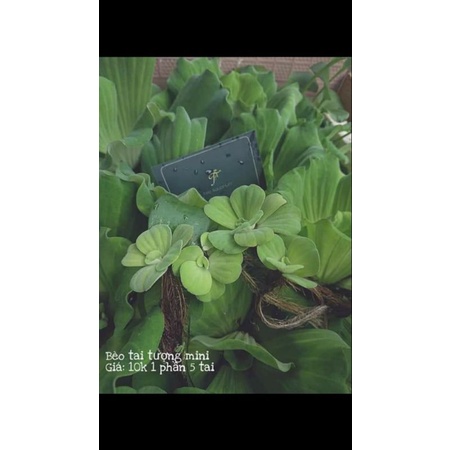 Bèo Cái -Cây Thủy Sinh-Trang Trí Hồ Cá