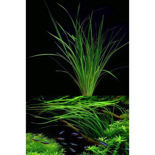 Cyperus Helferi - Cỏ Narong - Cây Thuỷ Sinh