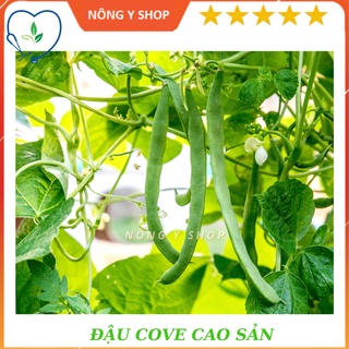 Gói 20g - Túi zip 5 hạt - Giống Đậu Cove cao sản Rạng Đông Rado 557