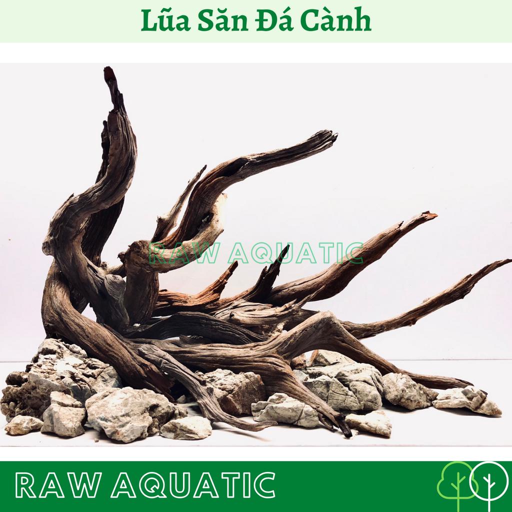 Lũa Săn Đá Cành Trang Trí, Setup Bể Cá Cảnh, Bể Thủy Sinh