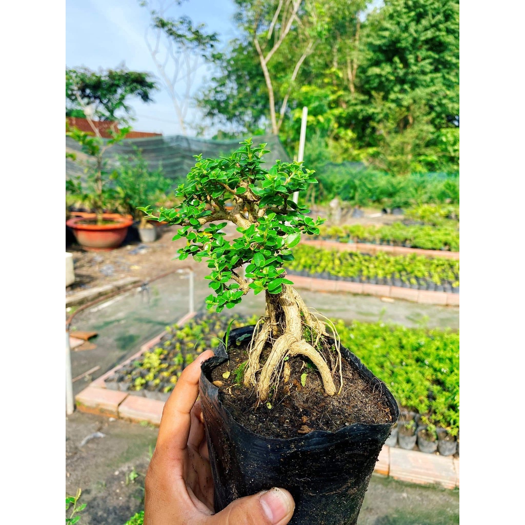 Sam hương bonsai size trung cây 3-5 năm tuổi, để bàn, trang trí bàn làm việc, bàn trà