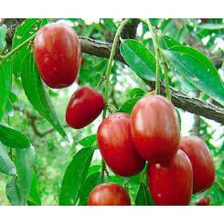 TÁO ĐỎ TÂY AN - 500GR