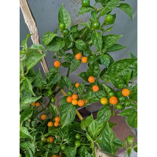 Cây ớt Charapita đang trái