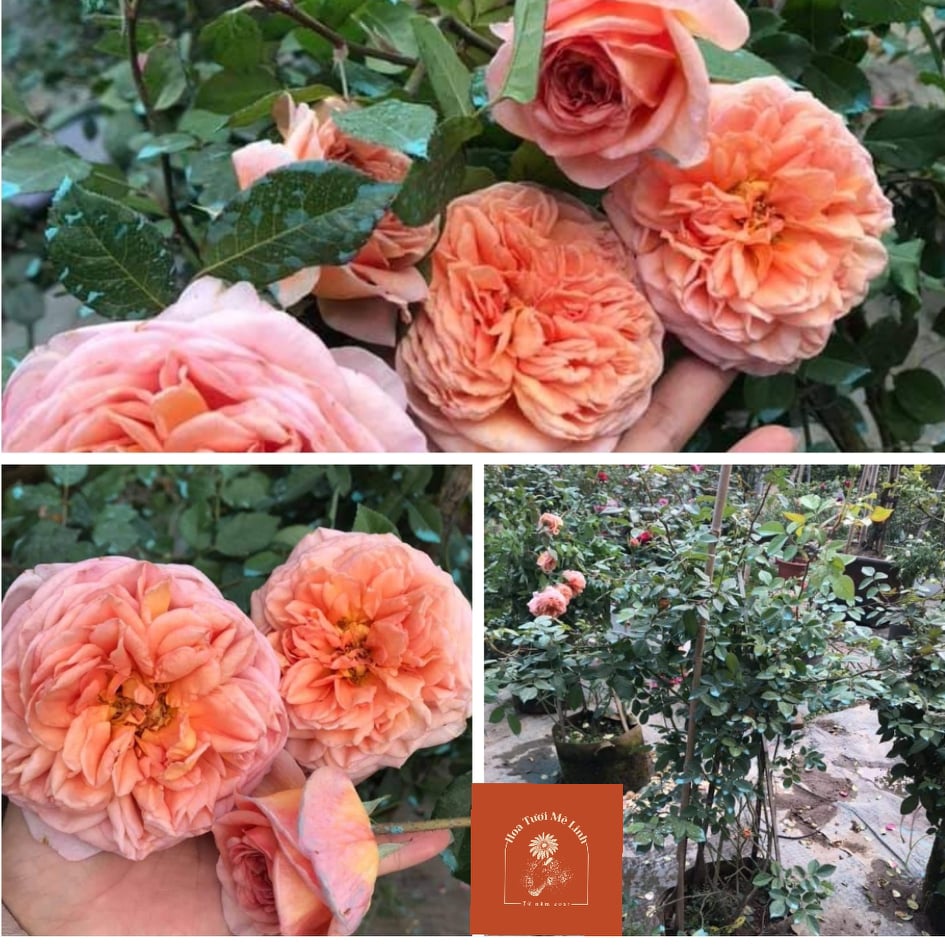 Hoa Hồng NGOẠI Abraham Darby (LEO ) Vẻ Đẹp Tinh Khiết -HoaTuoiMeLinh