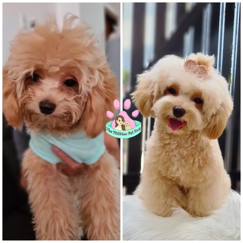 Phấn Little Paw bong tơi và giảm ố lông chó mèo