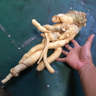 củ đinh lăng,rễ đinh lăng tươi 2 kg