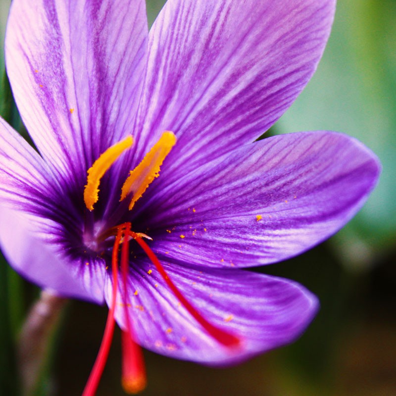 Saffron - Nhụy Hoa Nghệ Tây