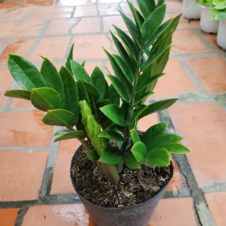 Cây Kim Tiền (Kim Phát Tài)