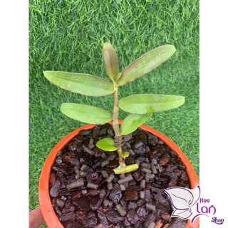 Lan Phi Điệp 🍀FREESHIP🍀 Hồng Mỹ Nhân  [ Ươm Kie ]