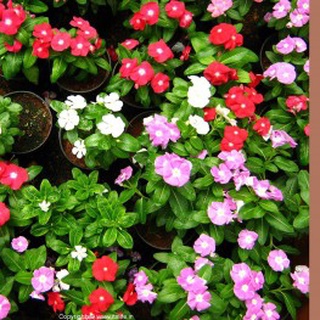 Hạt giống dừa cạn đứng lùn mix màu ( tặng kèm phân bón và kích mầm)