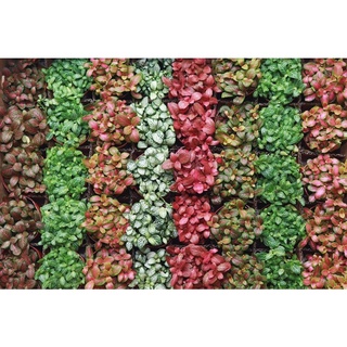 Cây Cẩm nhung fittonia/ cây may mắn