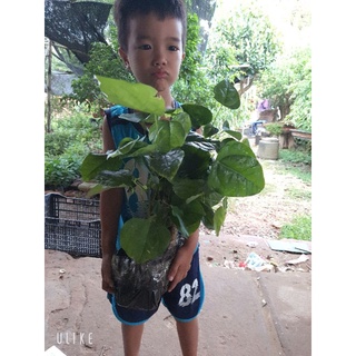 com bo 50 cây rau Bò khai