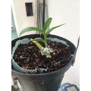SIÊU KÍCH RỄ ROOTING POWDER