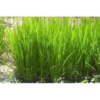 HẠT GIỐNG HẸ TA 1GRAM
