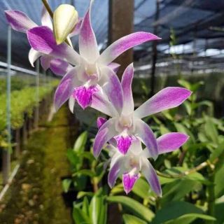 Denro nắng 4N cây tơ mướt