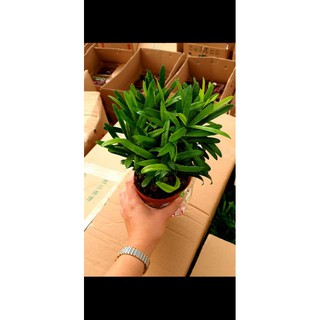 Cây Tùng La Hán💖FREESHIP💖Cây Vạn Niên Tùng Bonsai Đại Diện Cho Những Ý Nghĩa Tốt Đẹp
