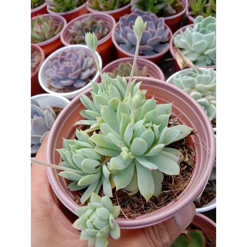 MỘT CHIẾC SEN ĐÁ DÙ KIM SIZE TRUNG CHE NẮNG MƯA BÃO BÙNG TRONG MÙA ☔, ĐÃ THUẦN KHÍ HẬU SỨC SỐNG CAO ĐẸP