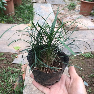 Cây cỏ tóc tiên bụi nhỏ trồng sẵn,dễ chăm thích hợp làm đường riềm sân vườn